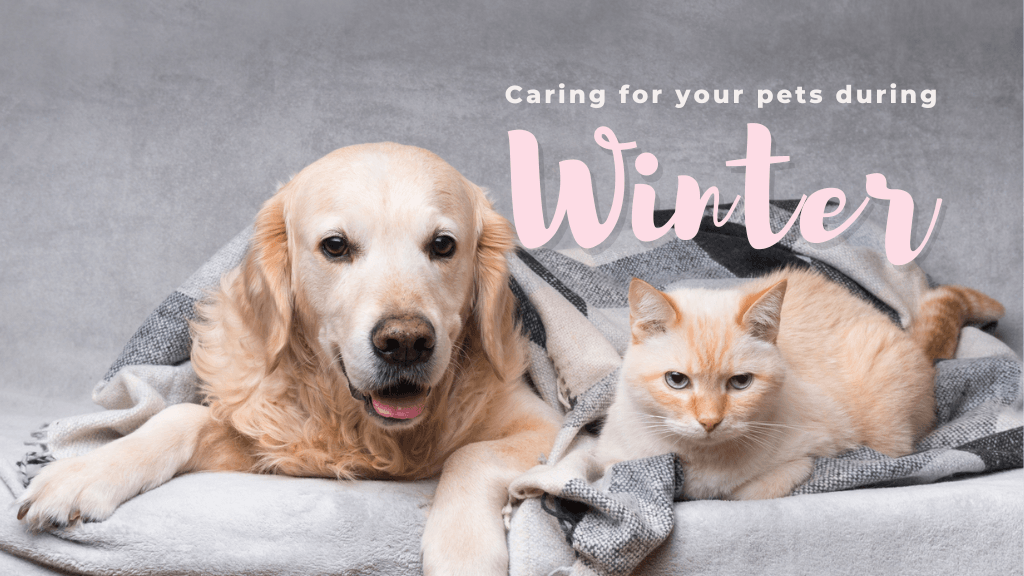 Caring For Your Pets During Winter Caring For Your Pets During Winter